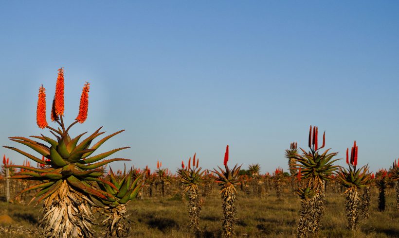 African Agricultural Trade & Investment Fund
